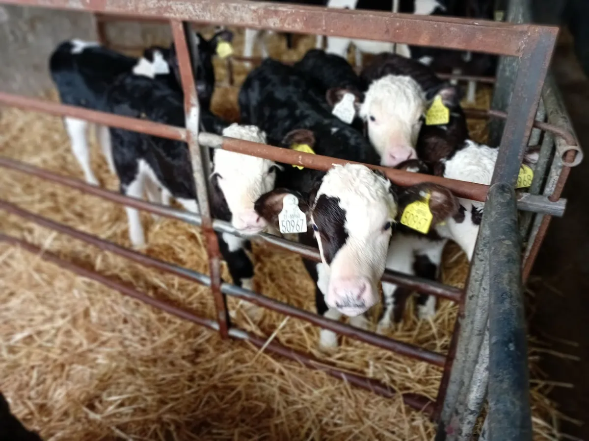 Calves - Image 1