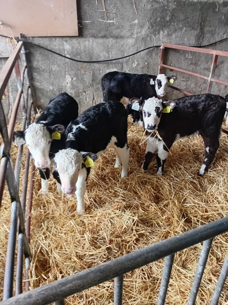 Calves - Image 4