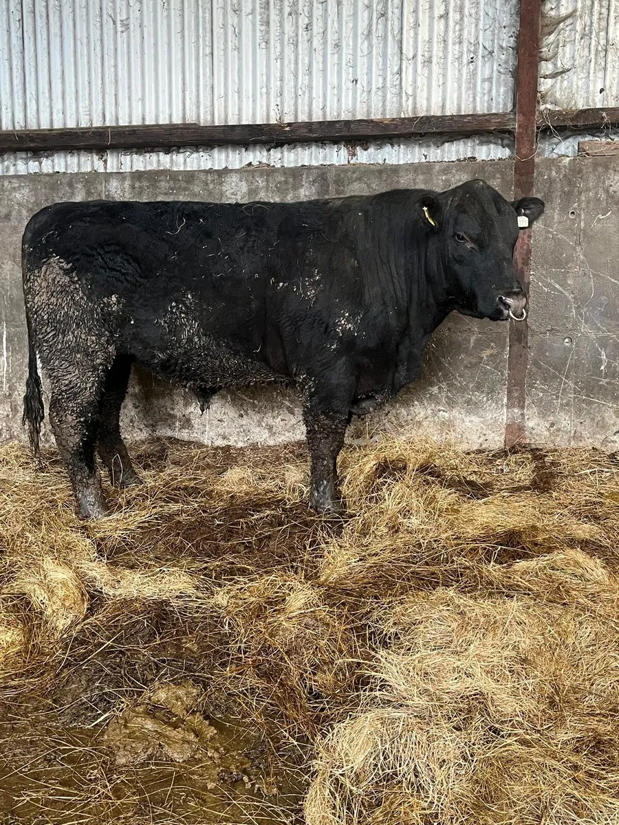 Aa bull - Image 2
