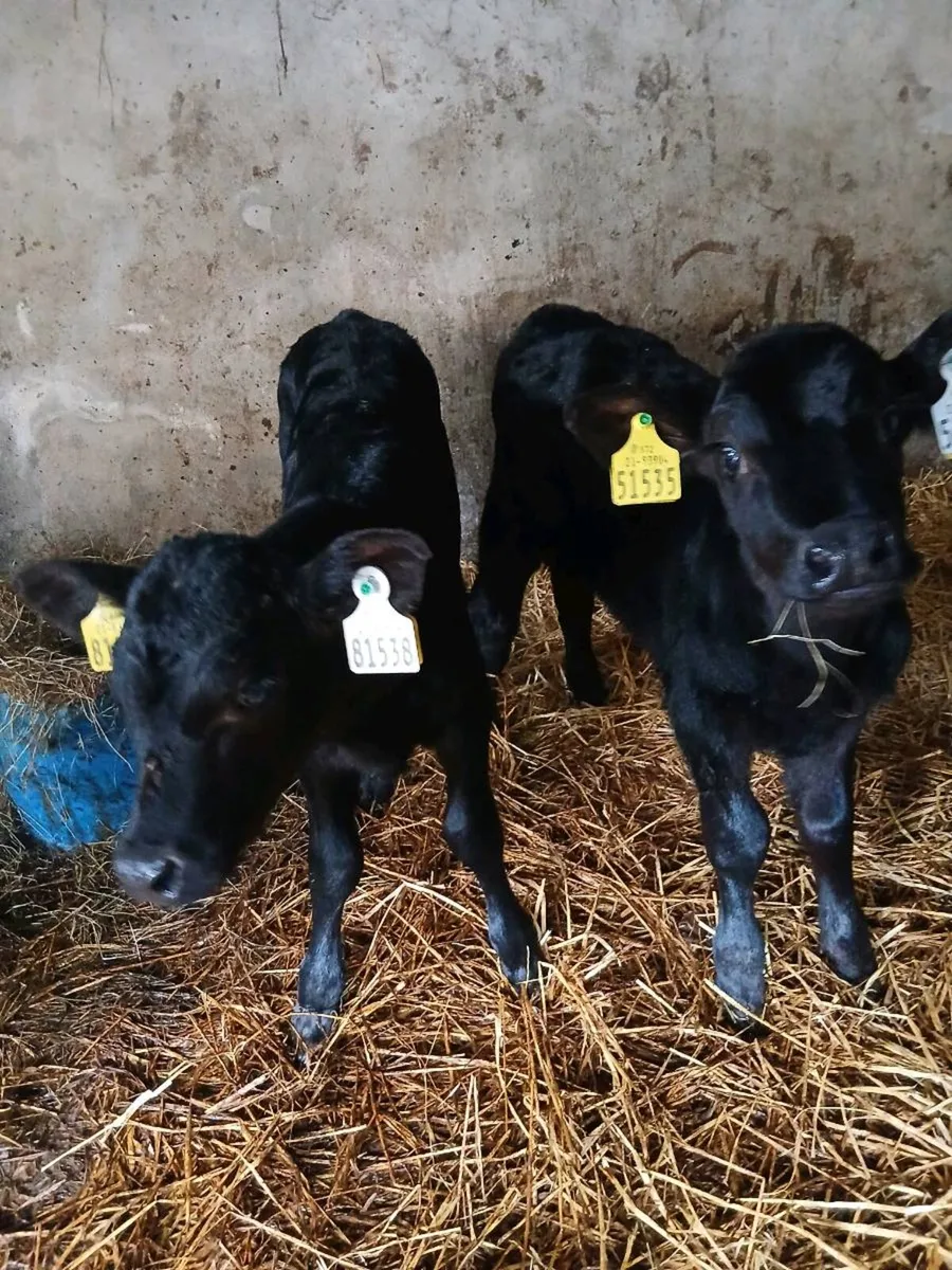 8 Angus Calves - Image 2