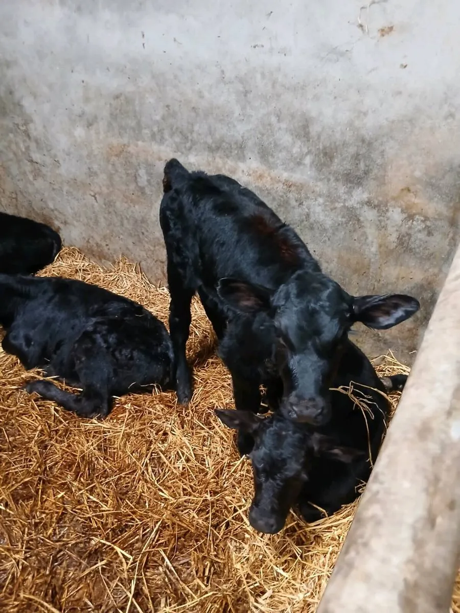 8 Angus Calves - Image 3