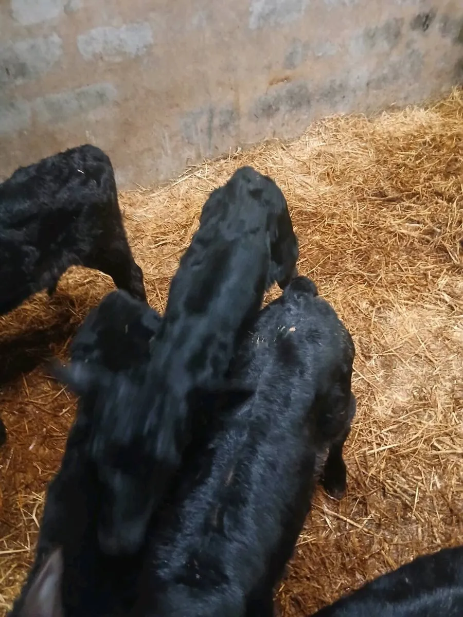 8 Angus Calves - Image 4