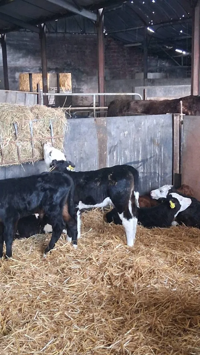 Angus limosin and whitehead calves - Image 1