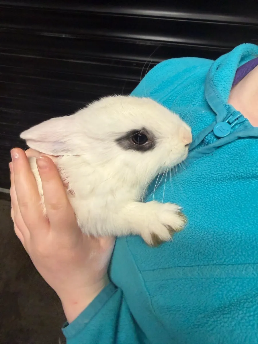 9 week old bunnies - Image 1