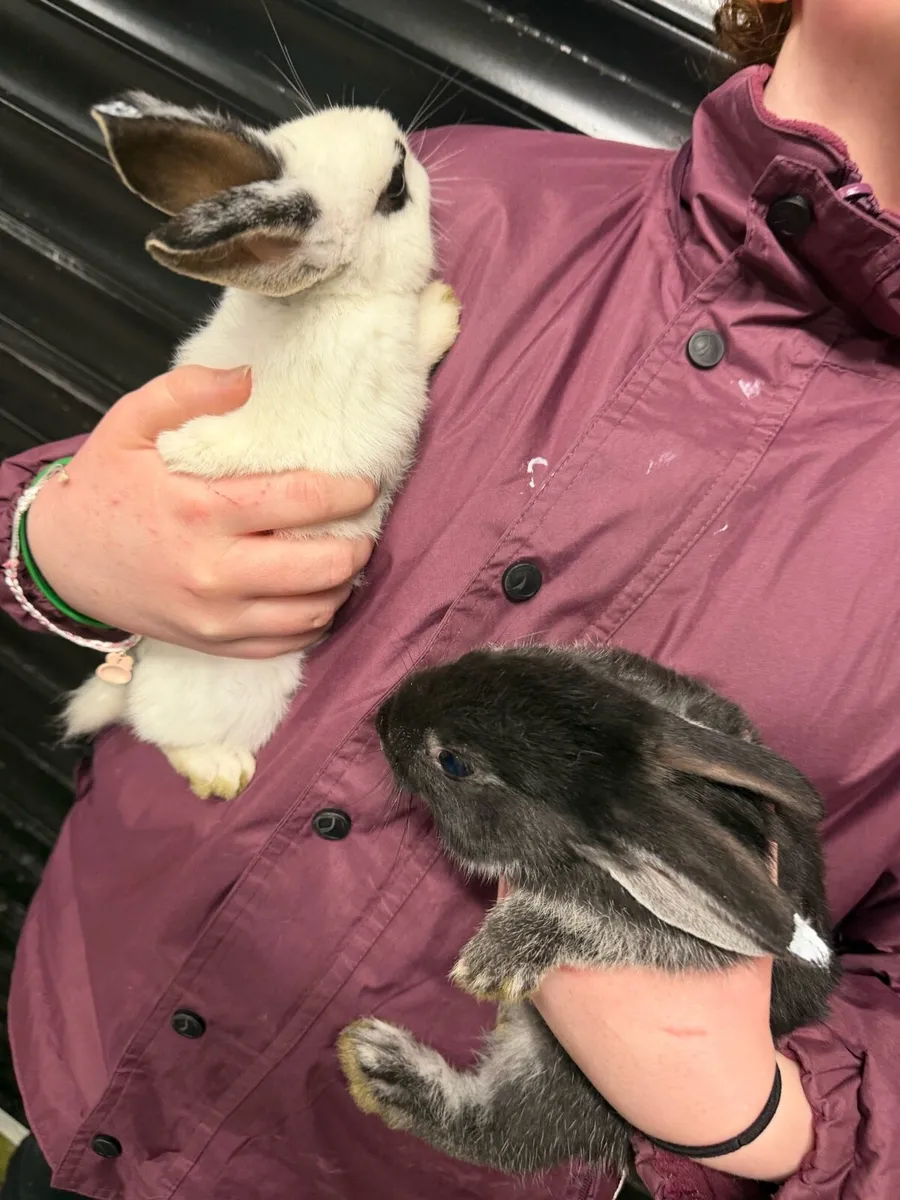 9 week old bunnies - Image 2