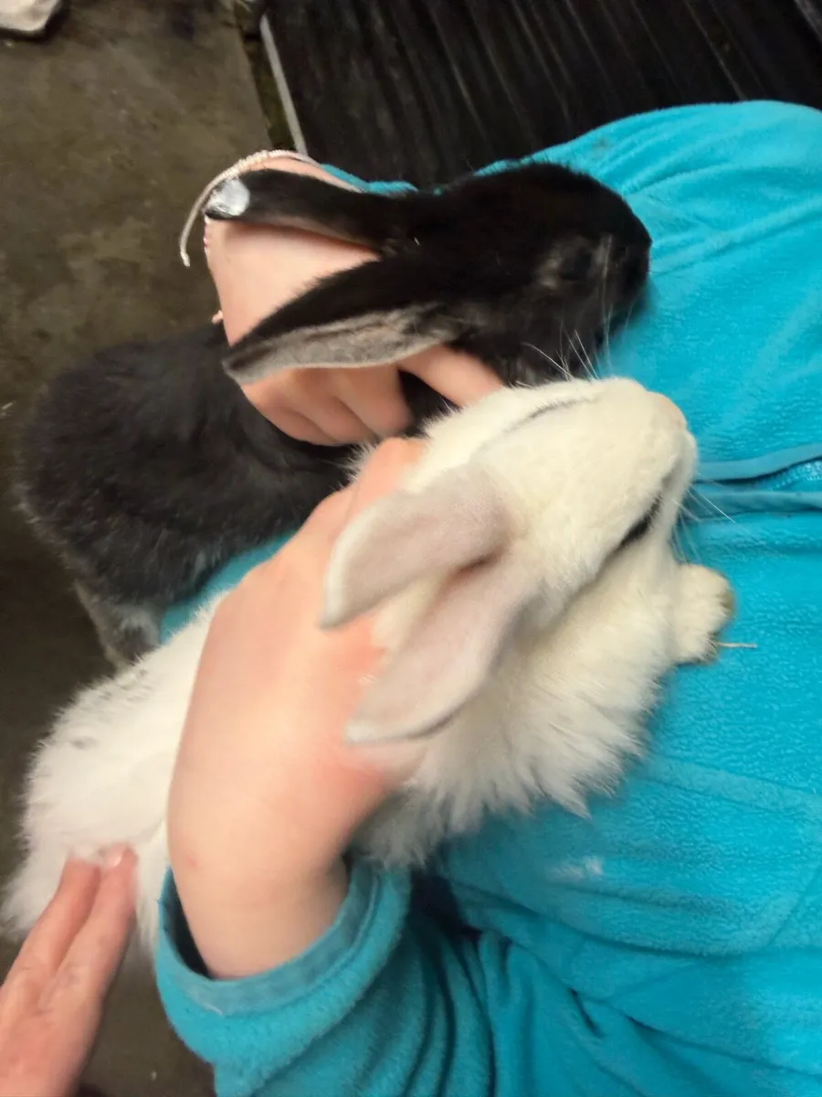 9 week old bunnies - Image 3