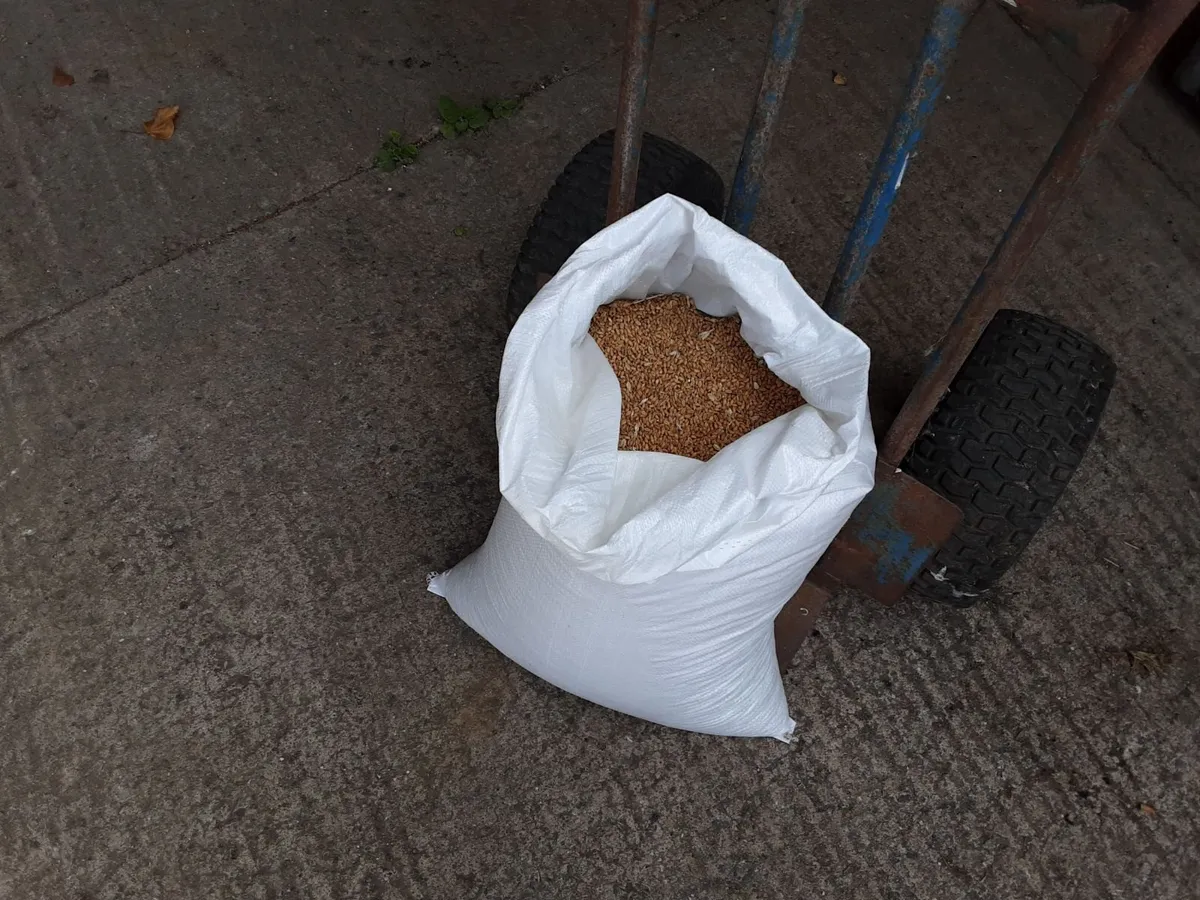 Poultry feed - Image 1