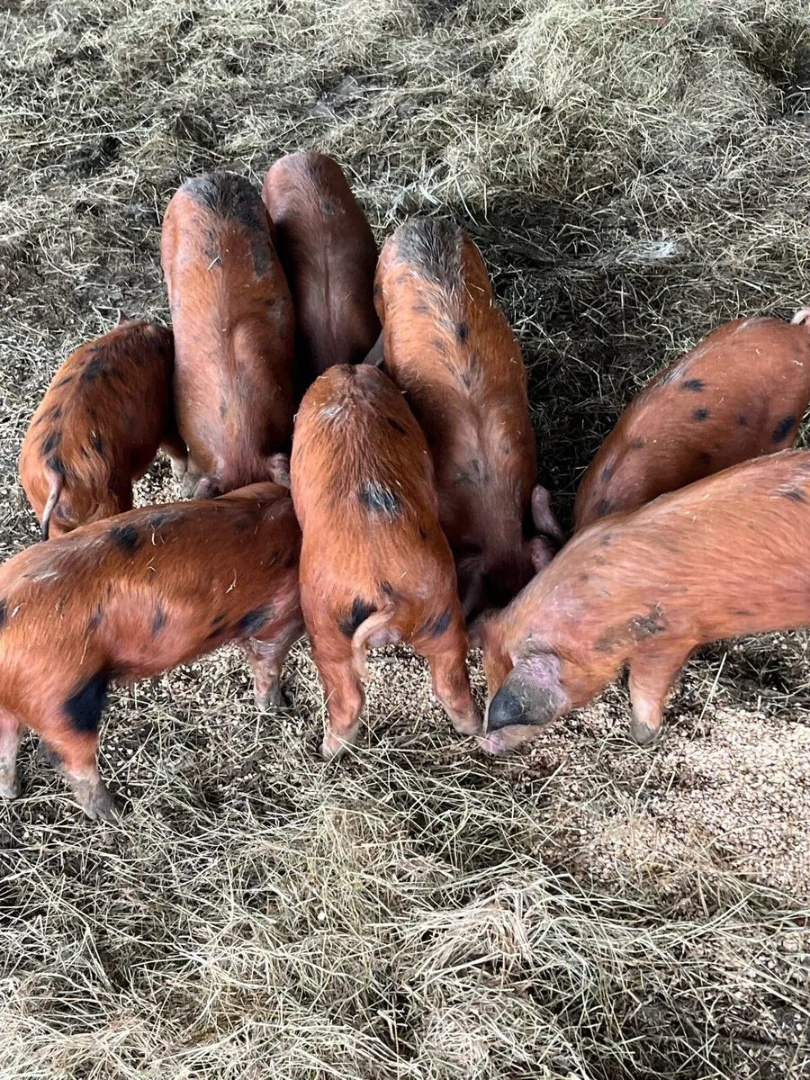 Organic OSB weaner piglets - Image 2
