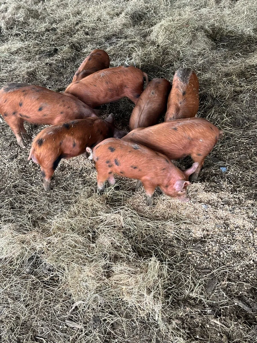 Organic OSB weaner piglets - Image 3