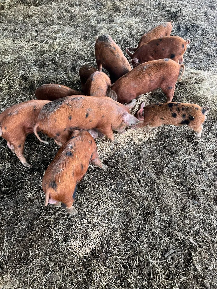 Organic OSB weaner piglets - Image 4