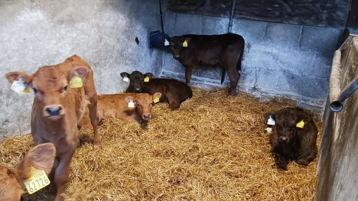 80kg Limousin Calves **NO MART FEES** - Image 4