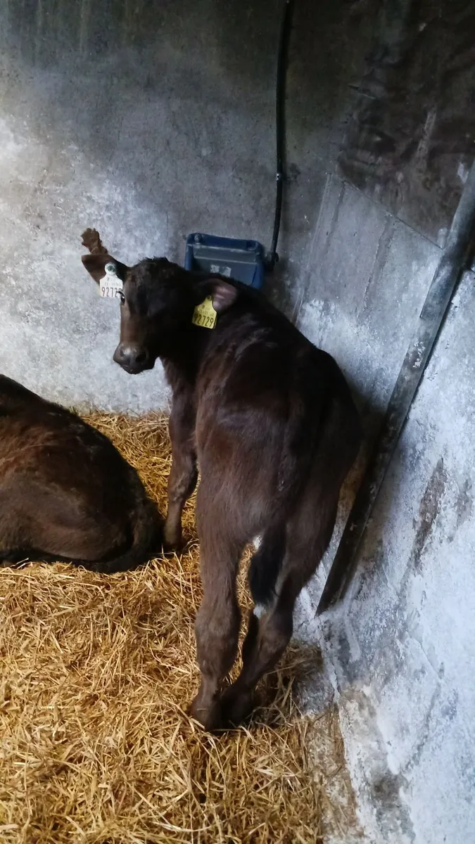80kg Limousin Calves **NO MART FEES** - Image 1