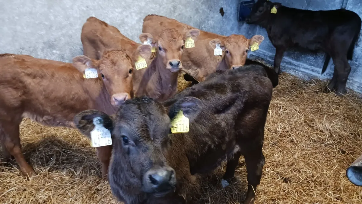 80kg Limousin Calves **NO MART FEES** - Image 3