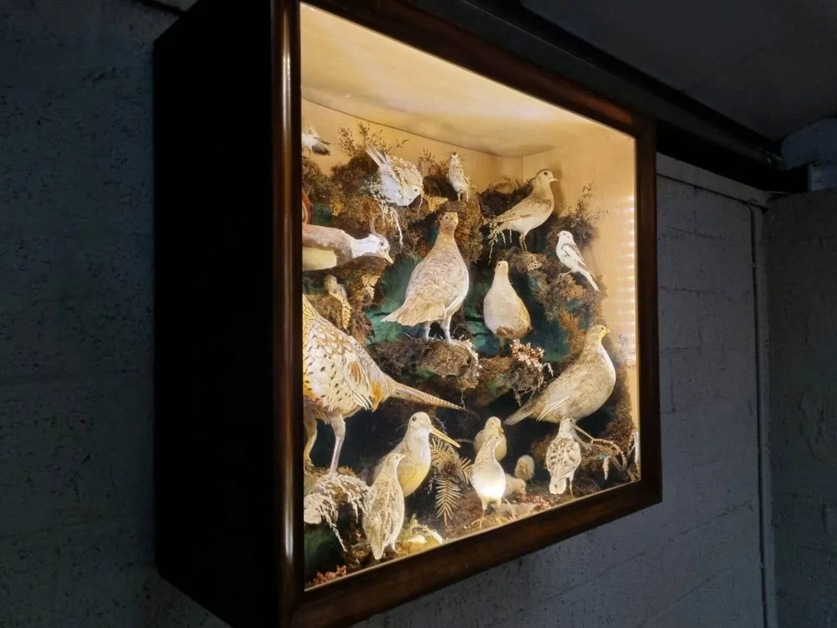 21 Bird Taxidermy Display  (Circa 1937) - Image 1
