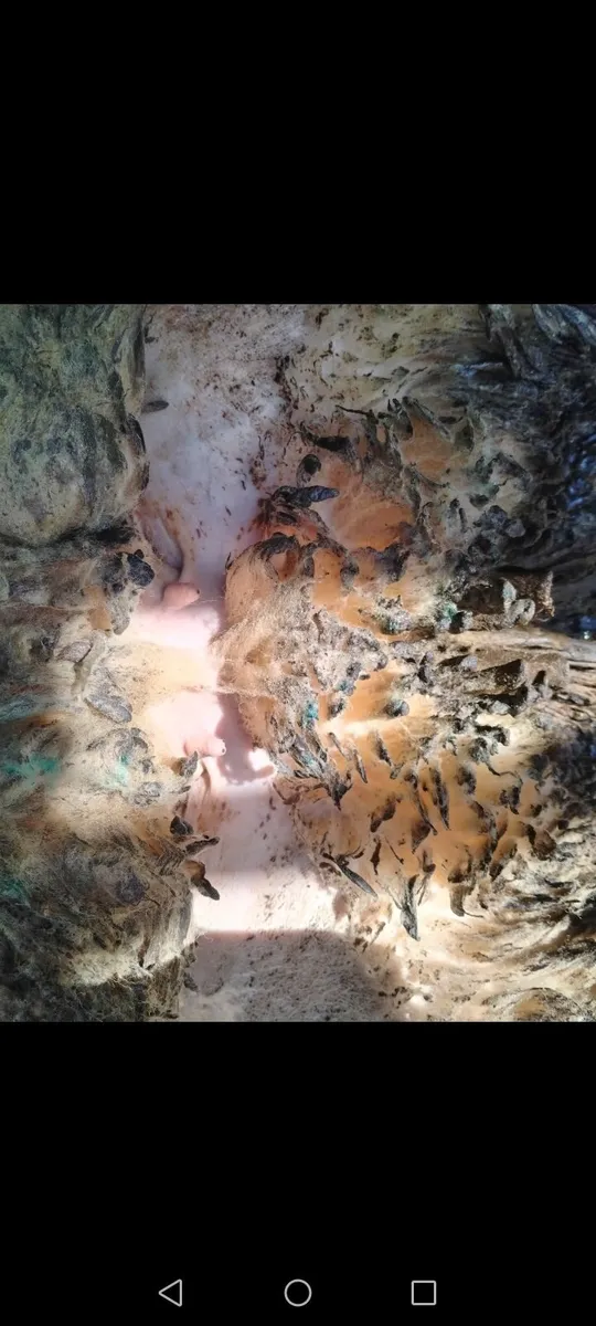 Ewe Hogget - Image 3