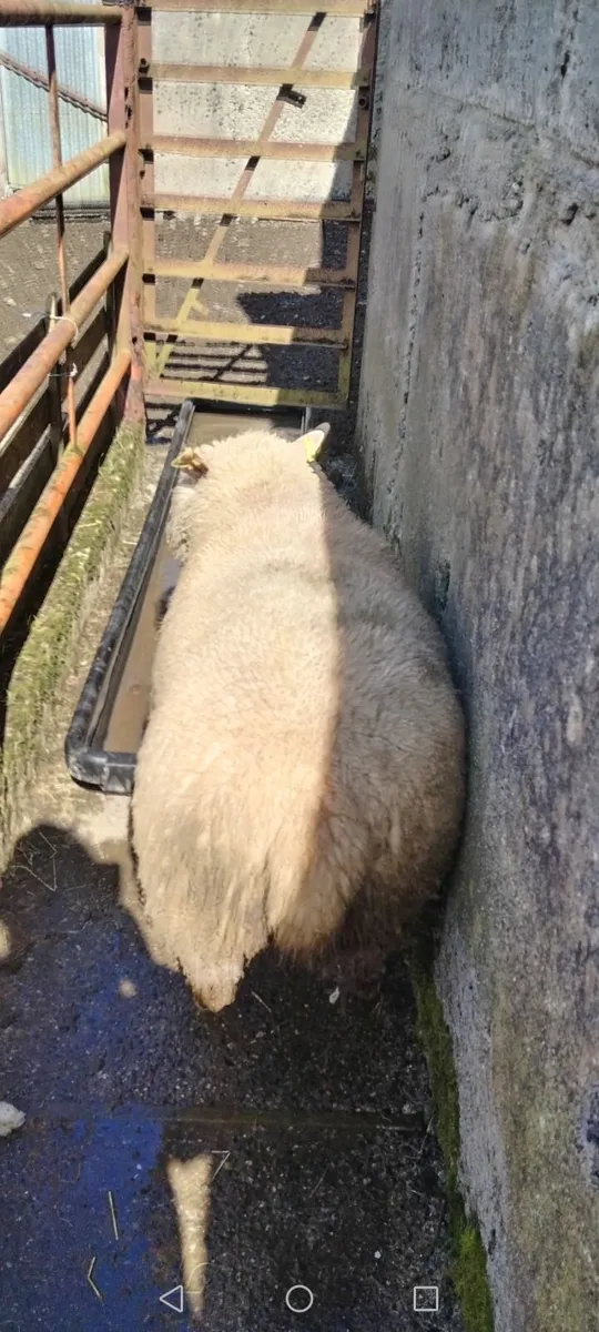Ewe Hogget - Image 4
