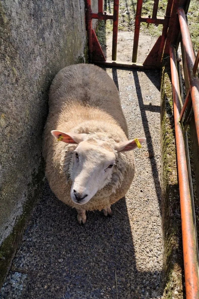 Ewe Hogget - Image 2