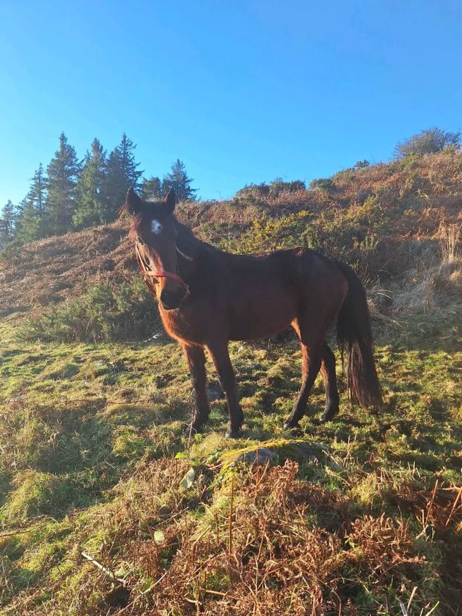 Stunning coloured 14.1 Cob mare