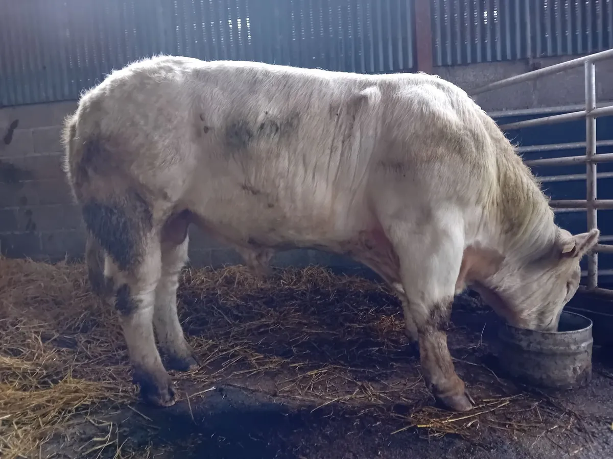 Knockmoyle loki bull - Image 1