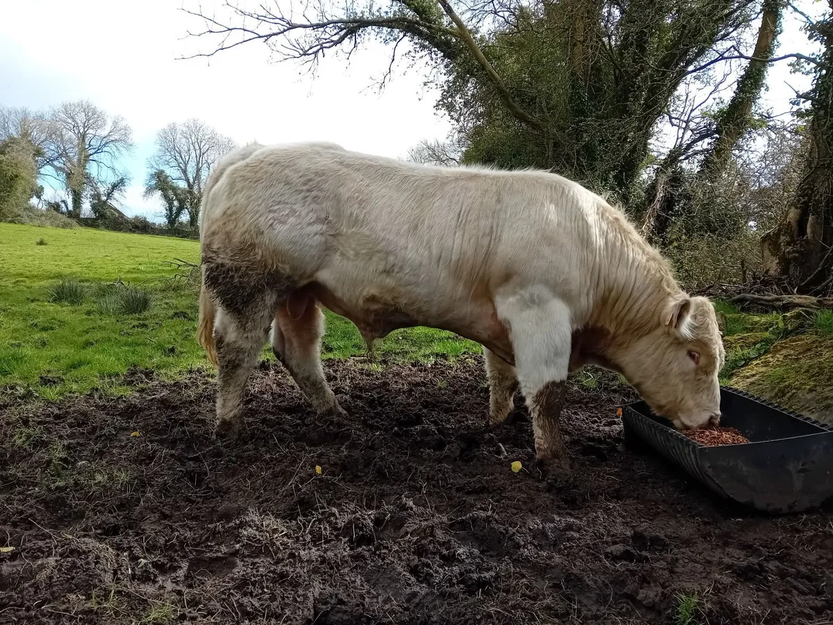 Knockmoyle loki bull - Image 3