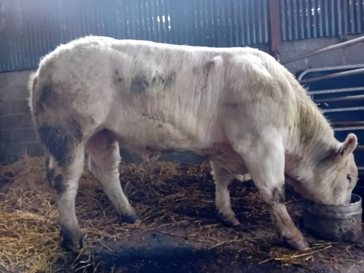 Knockmoyle loki bull - Image 2