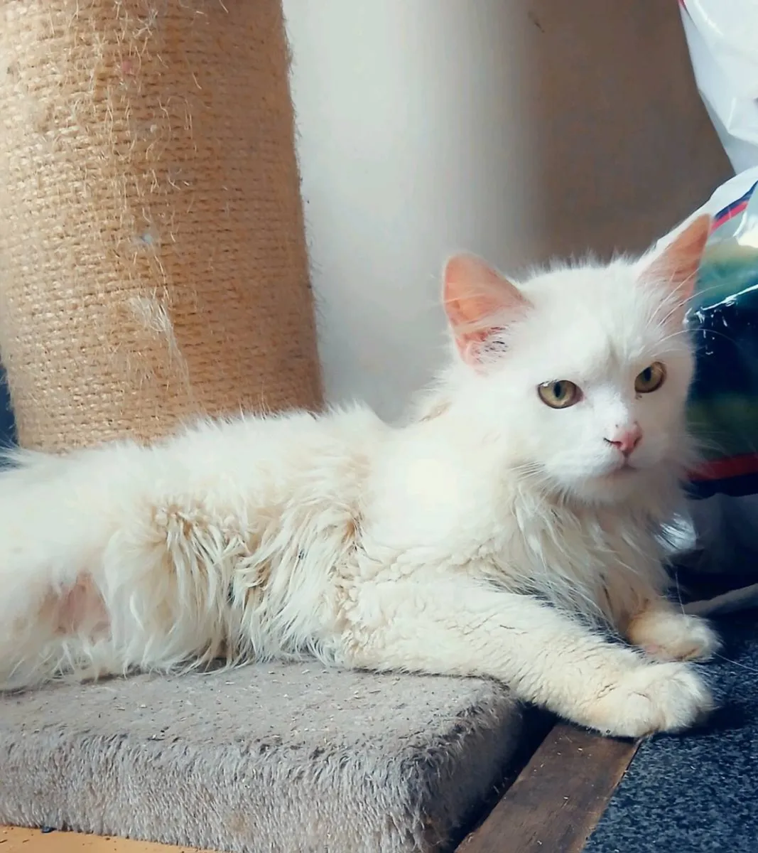 Maine coon x - Image 1