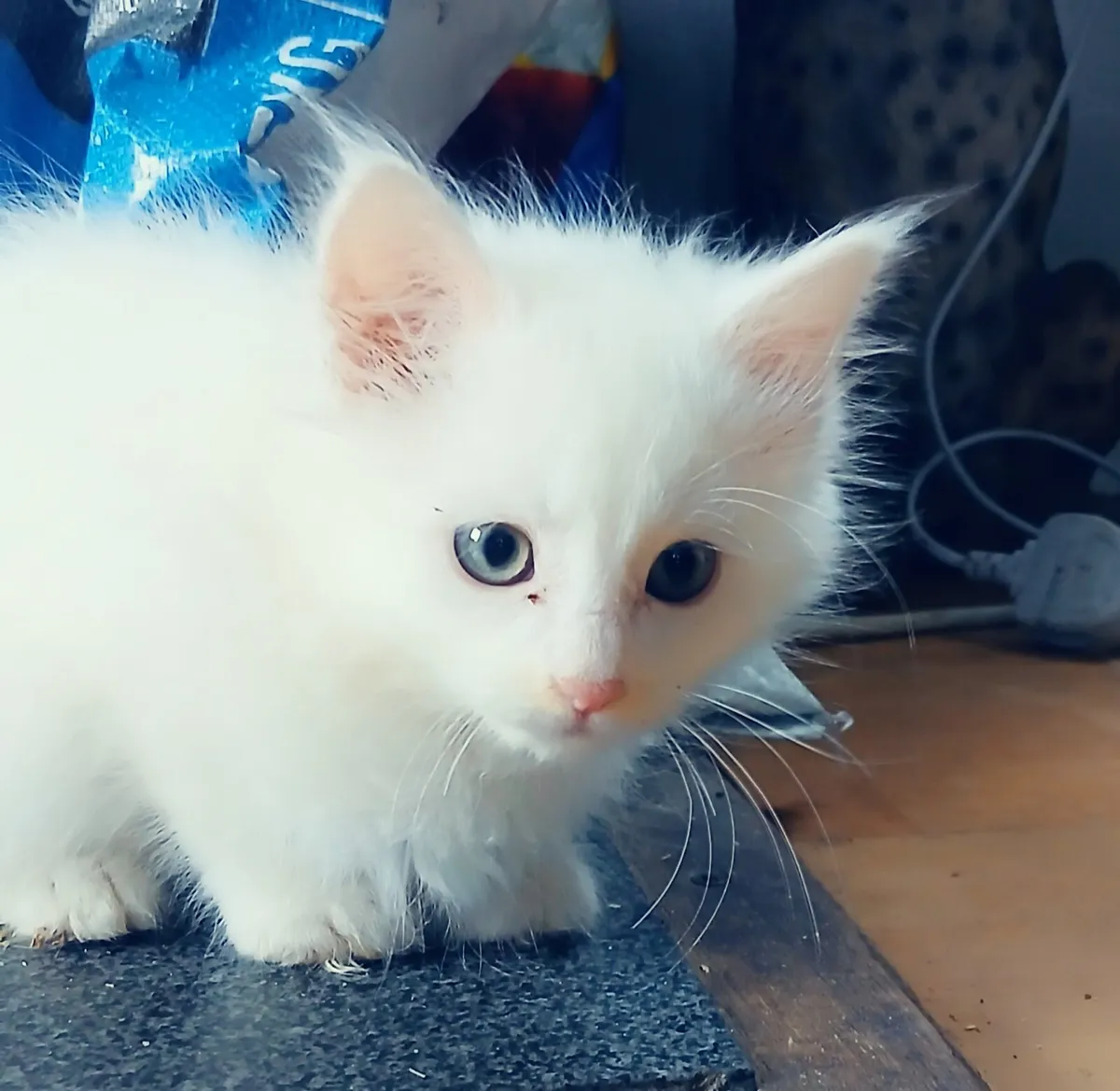 Maine coon x ragdoll - Image 4