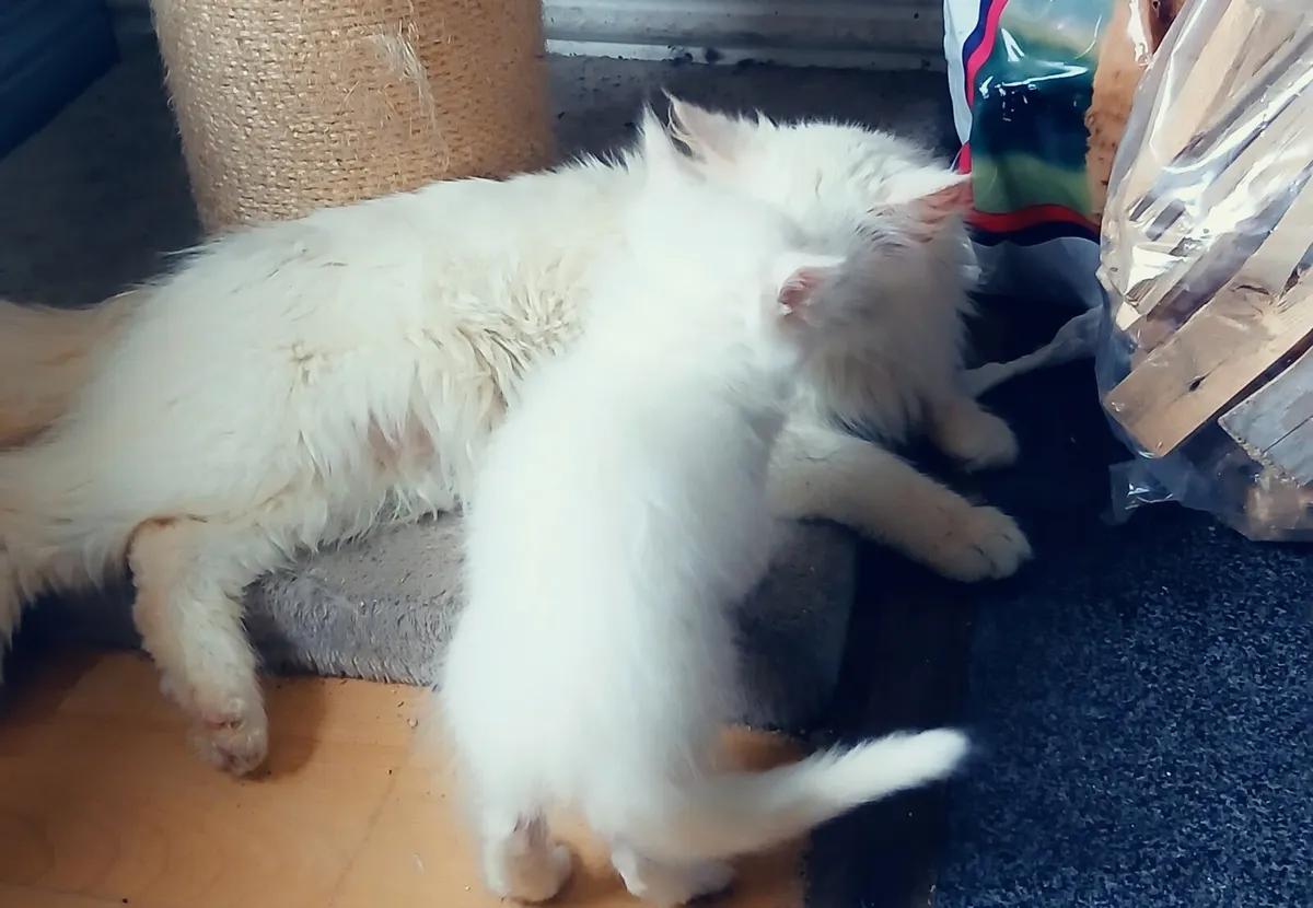 Maine coon x - Image 2