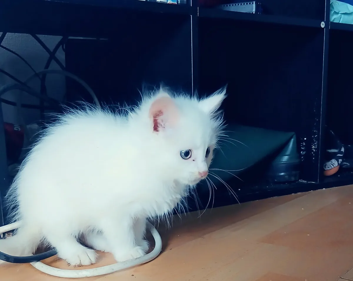 Maine coon x - Image 4