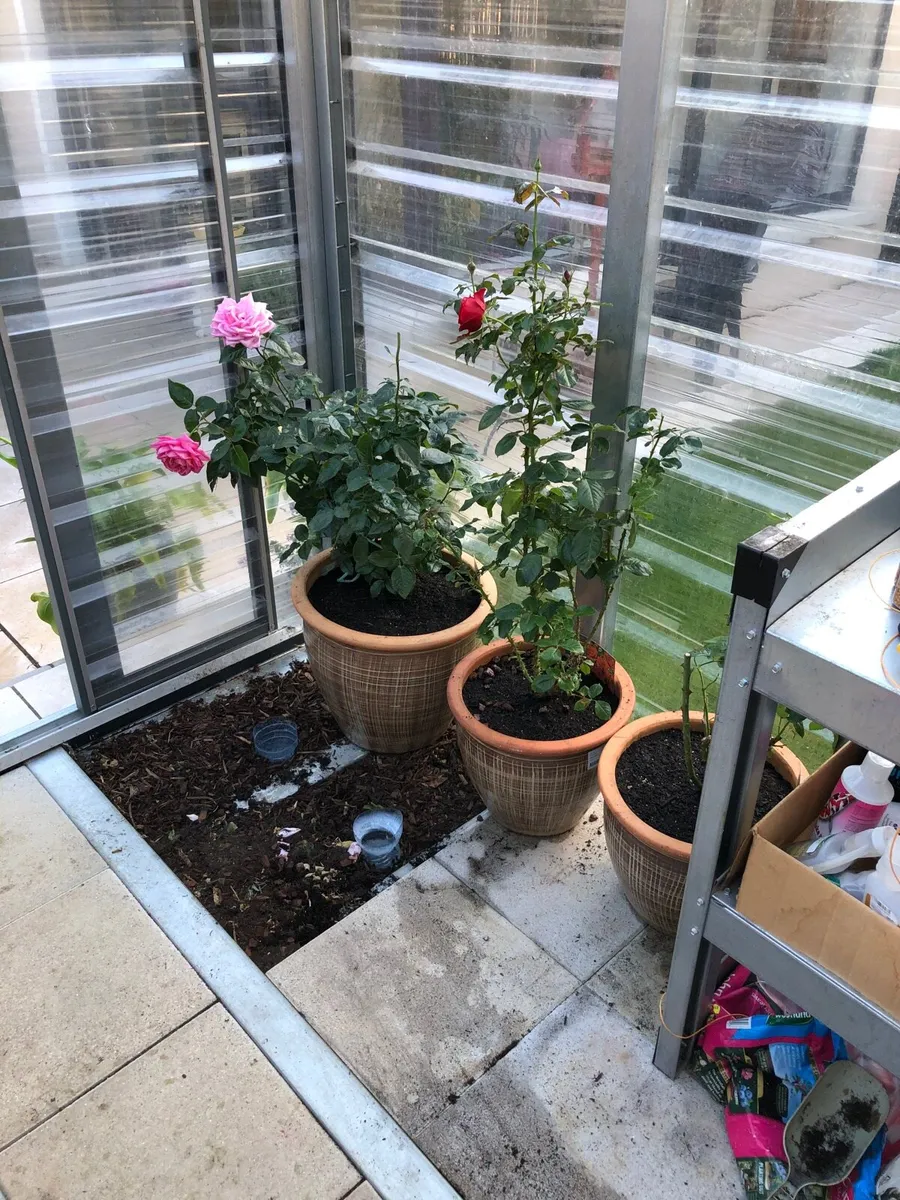 Greenhouse - Image 4
