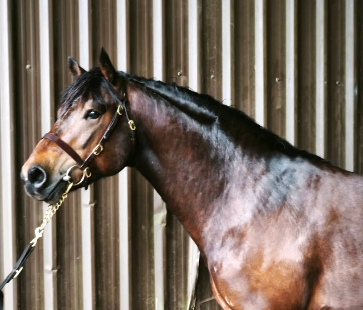 🌟Class 1 Connemara Stallion 🌟 - Image 2