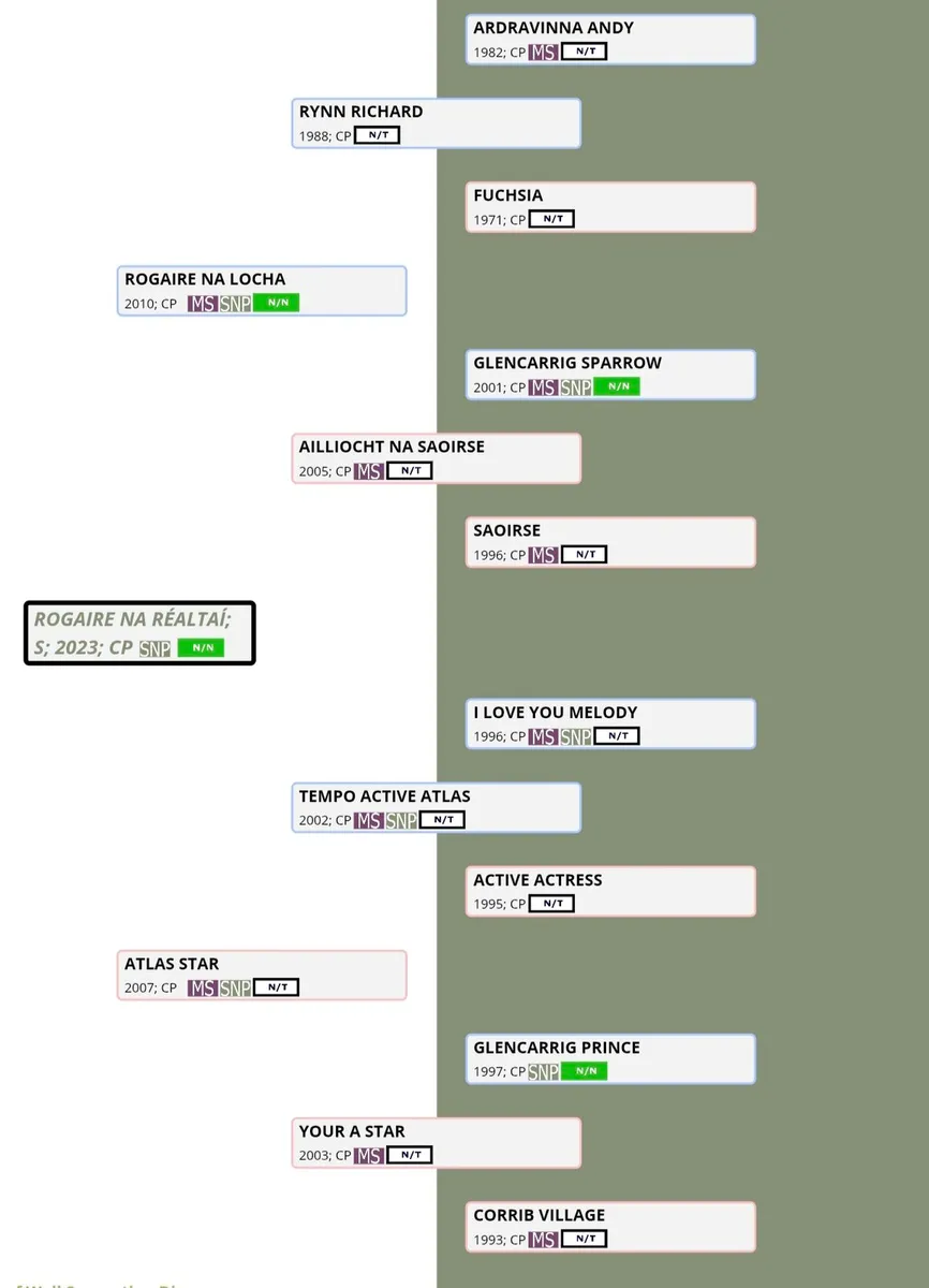 🌟Class 1 Connemara Stallion 🌟 - Image 3