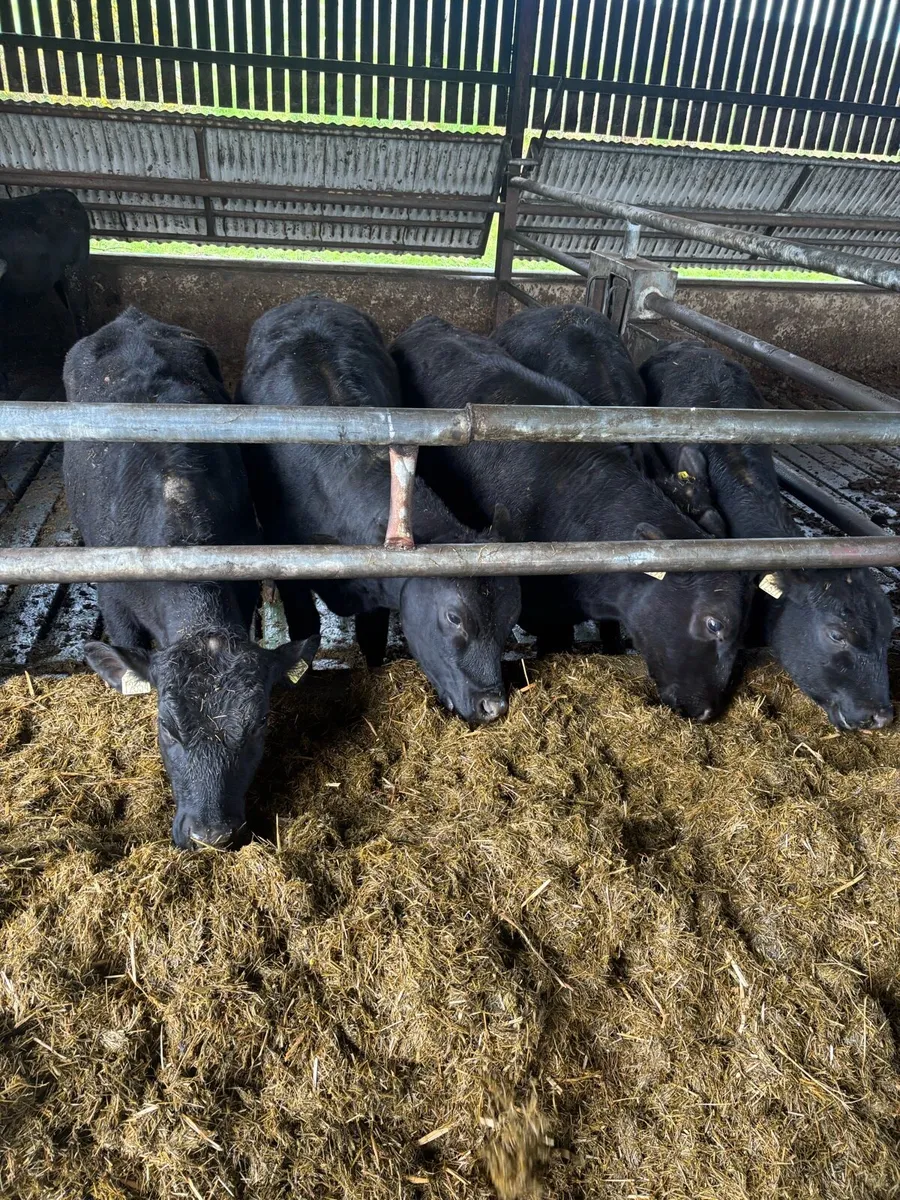 Weanling heifers - Image 1