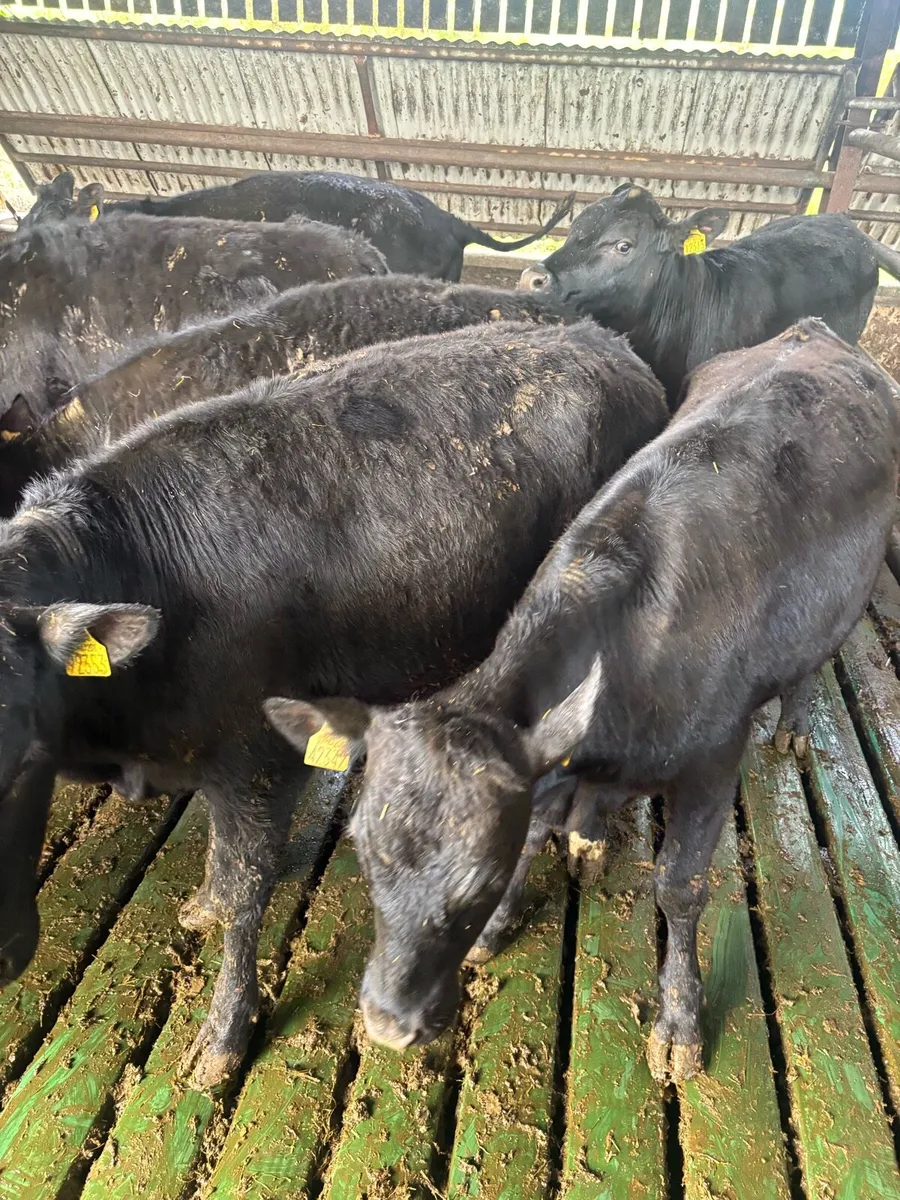 Weanling heifers - Image 2