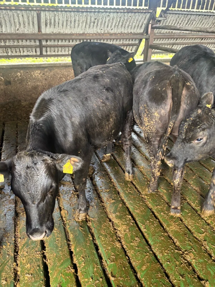 Weanling heifers - Image 3