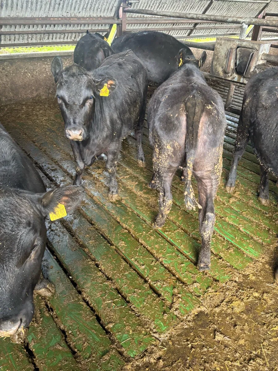 Weanling heifers - Image 4