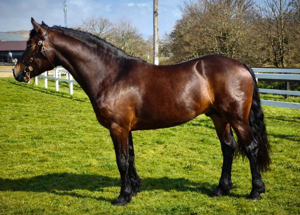 🌟Class 1 Connemara Stallion 🌟 - Image 1