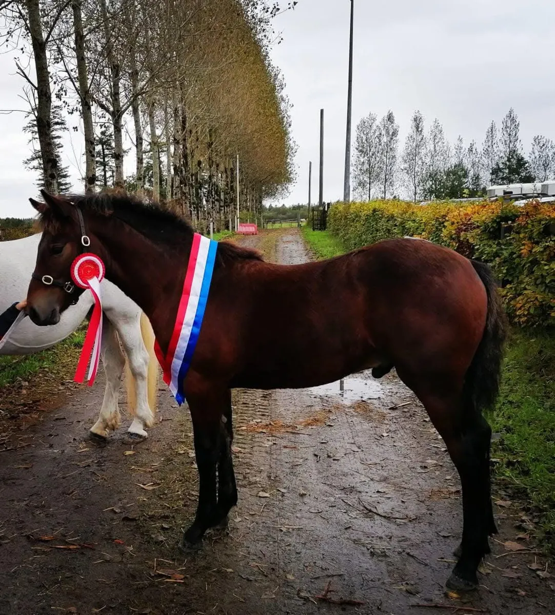 🌟Class 1 Connemara Stallion 🌟 - Image 4