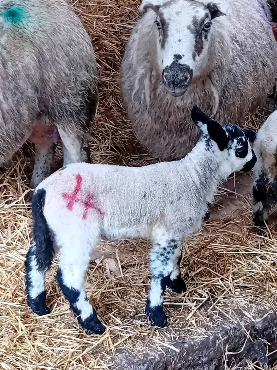 Pet lambs - Image 1