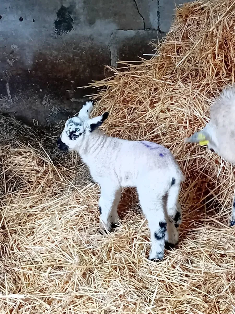 Pet lambs - Image 3