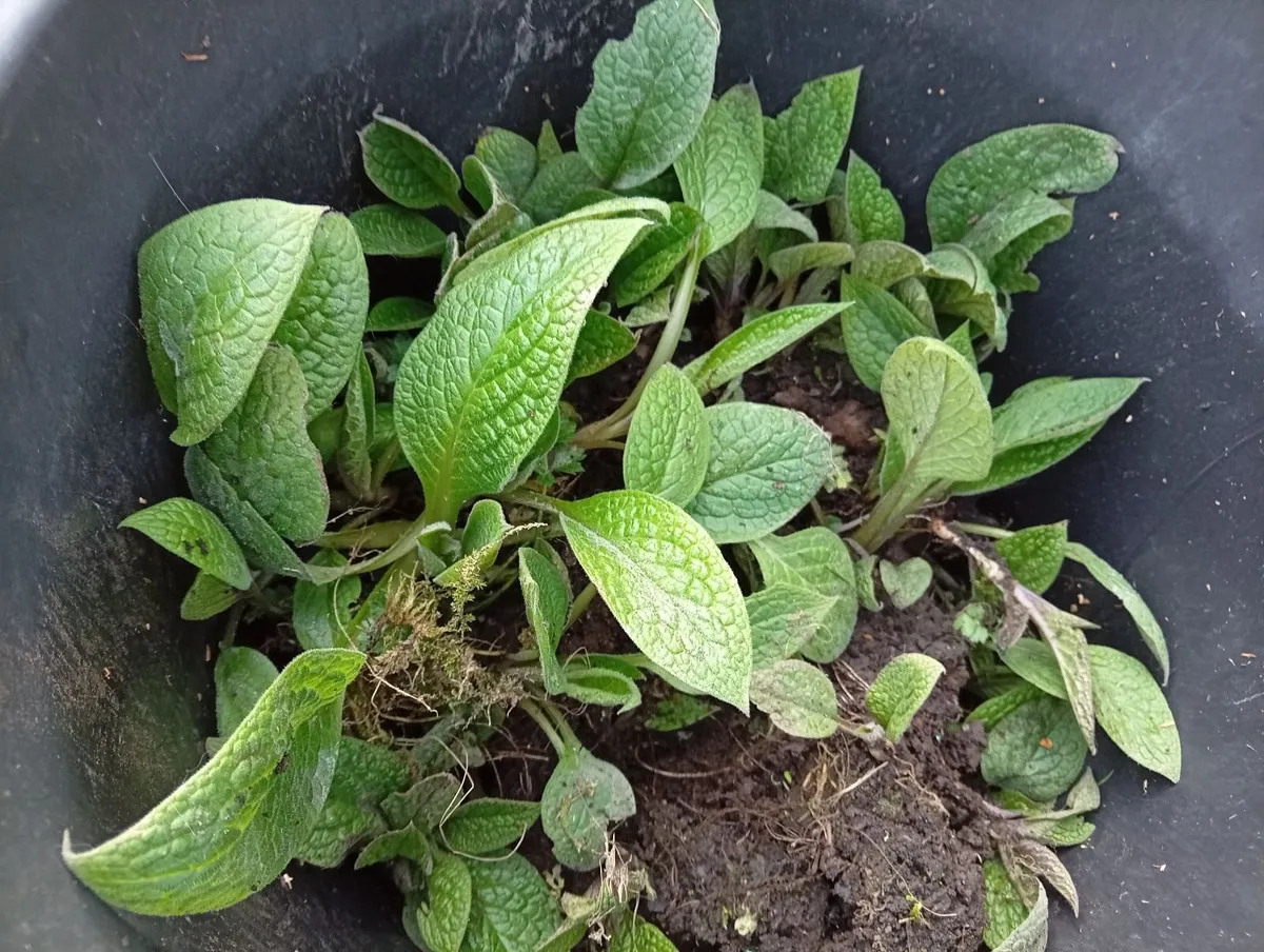 Yellow flowered comfrey cuttings - Image 1