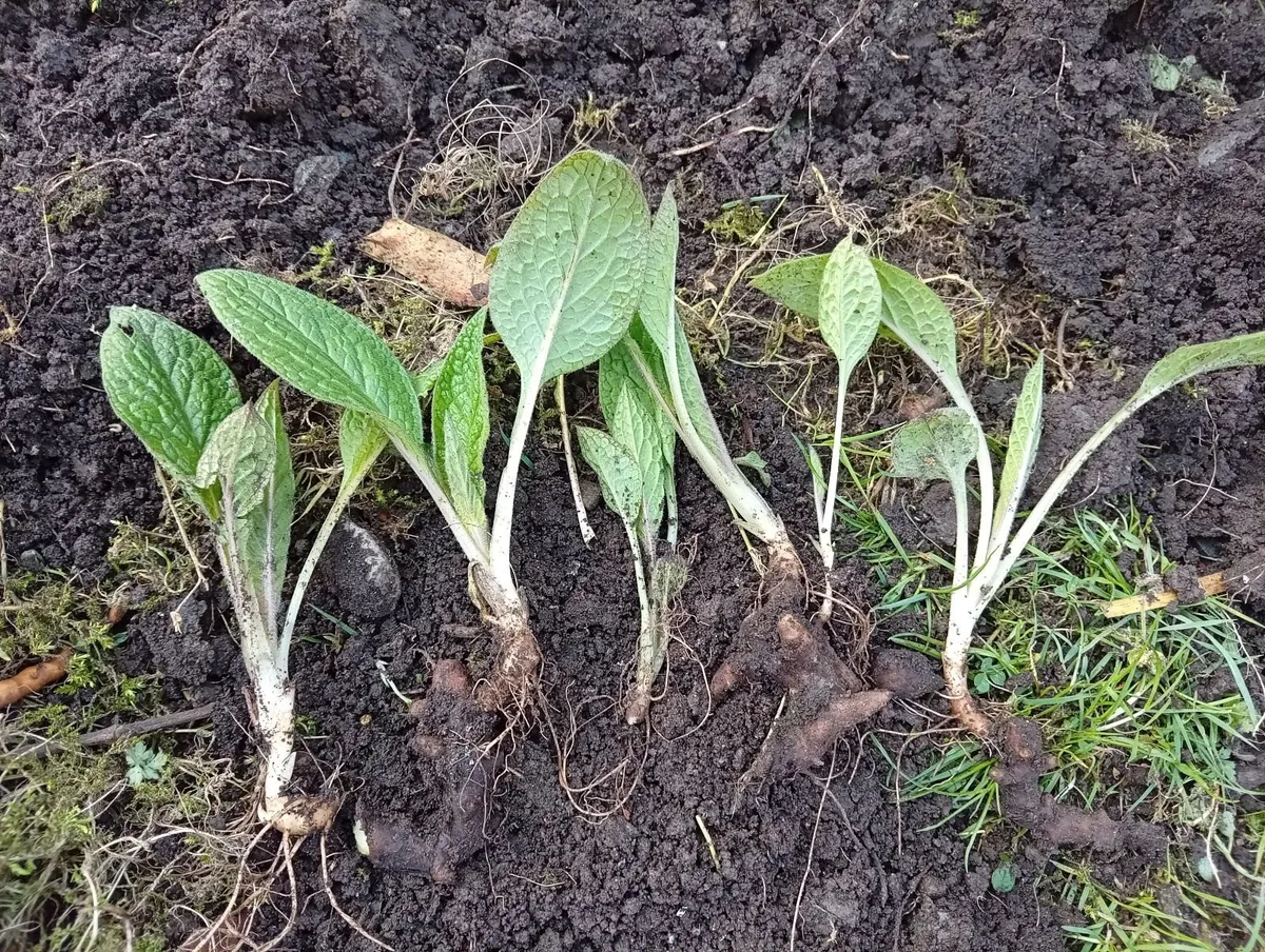 Yellow flowered comfrey cuttings - Image 2