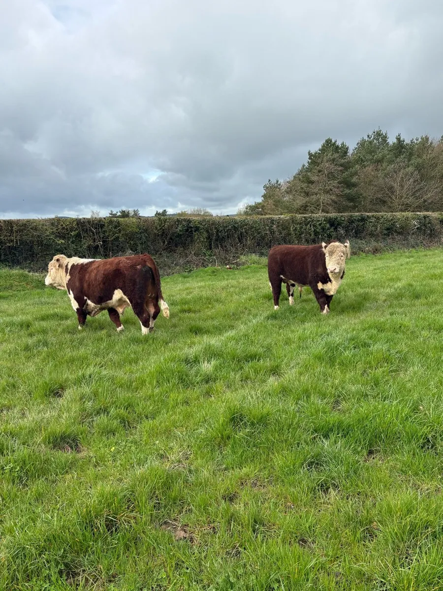 2 pedigree registered Hereford bulls - Image 2