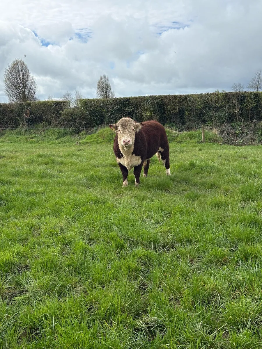 2 pedigree registered Hereford bulls - Image 3