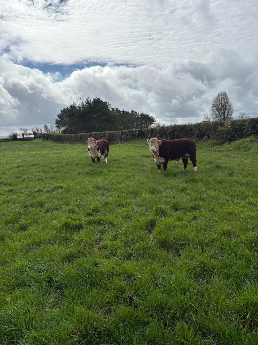 2 pedigree registered Hereford bulls - Image 1