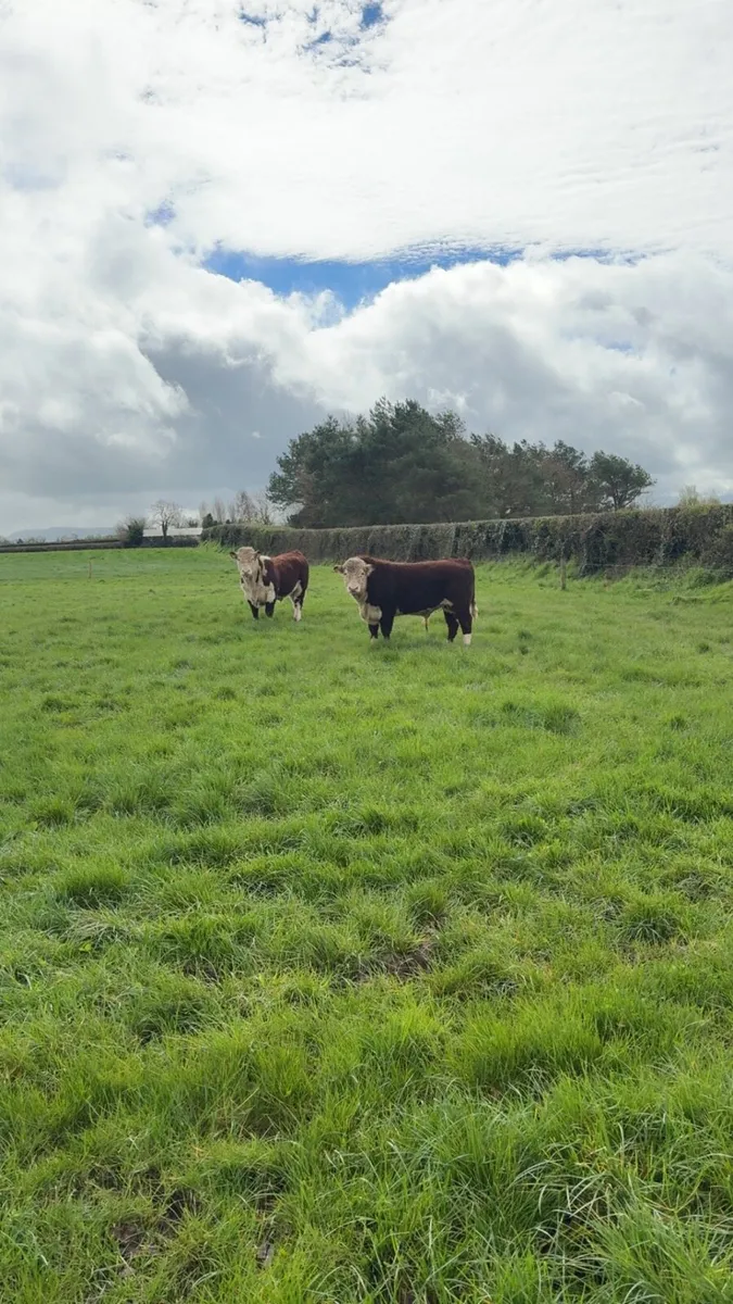 2 pedigree registered Hereford bulls - Image 4