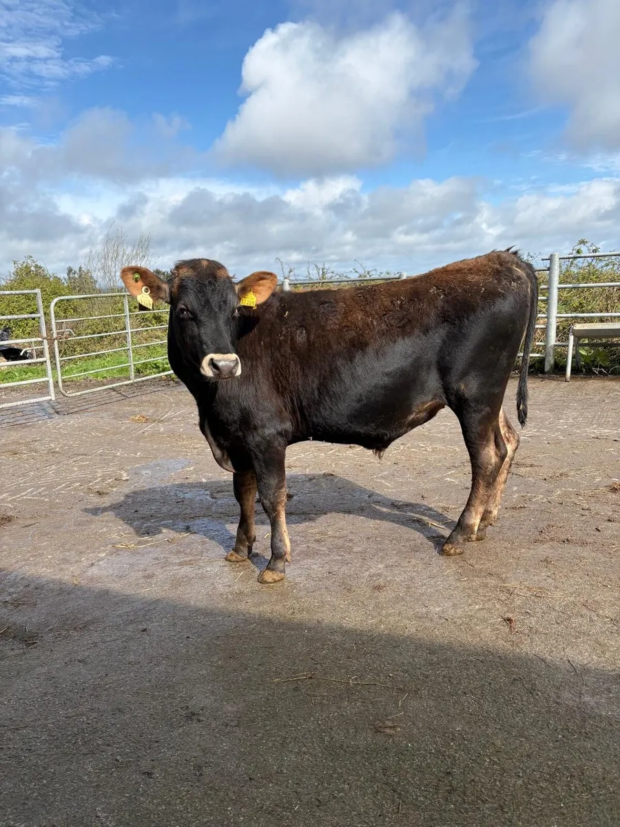 Jersey Bull - Image 1