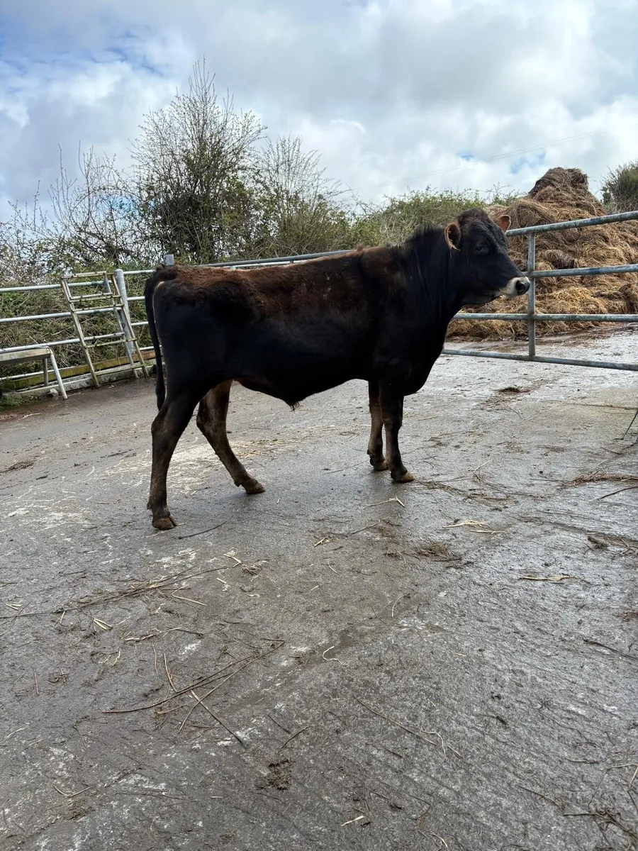 Jersey Bull - Image 2