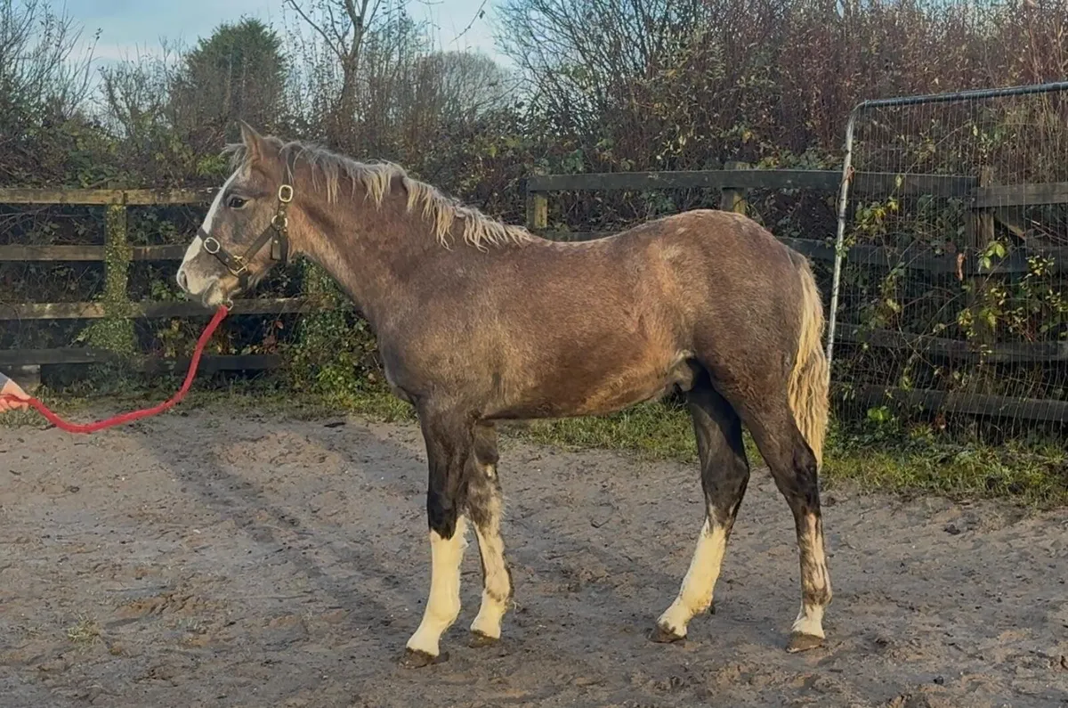Yearling irish draught colt - Image 1