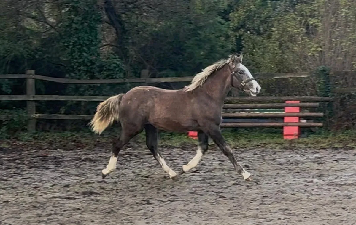Yearling irish draught colt - Image 2
